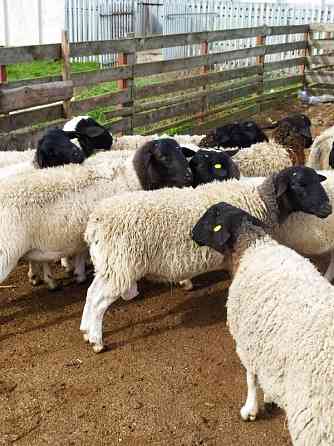 Продаются племенные овцы, Лиманское Житомир