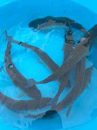 Форель, жива, патрана, з ікрою Ірпінь. Ірпінь