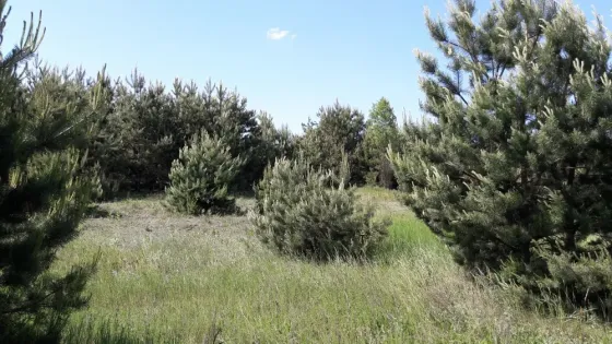 Богдановка. Броварской р.н. 30 км от Киева Київ