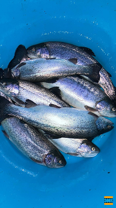 Натуральная красная икра и невероятно вкусная радужная форель в Ирпене! Ірпінь - photo 2
